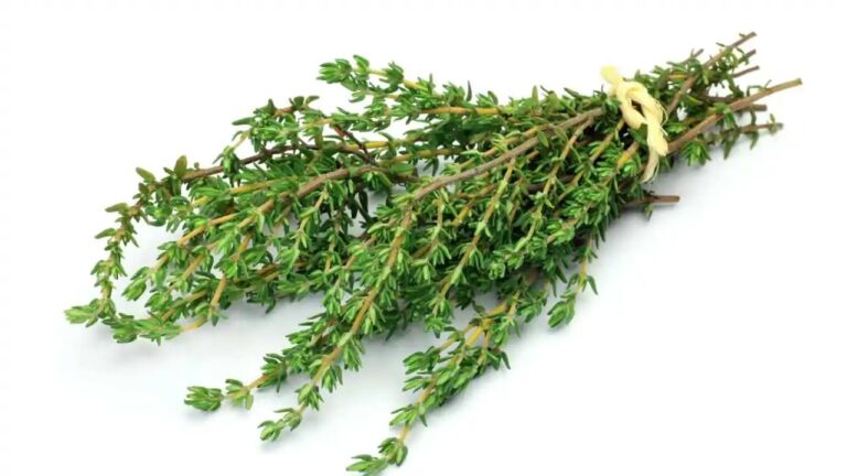 The Most Powerful Herb: Thyme’s Health Benefits and Simple Recipes to Try