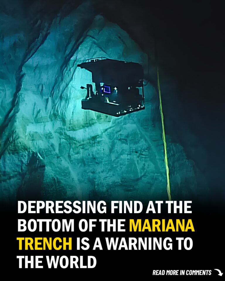 The Alarming Reality at the Bottom of the Mariana Trench