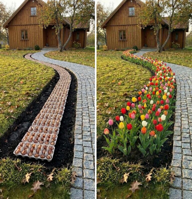 Planting Flower Bulbs Using Egg Cartons: A Simple Trench Method