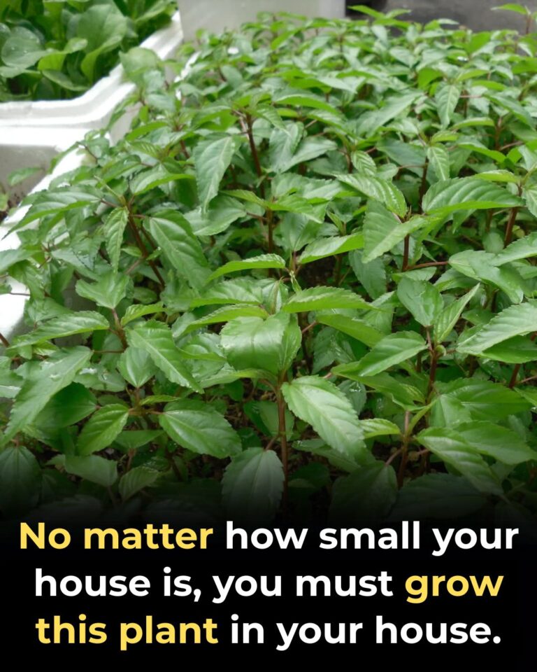 Why You Should Grow Basil at Home (Even in Small Spaces)